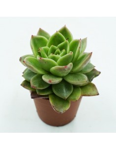 Echeveria Agavoides Lemon vaso 6,5