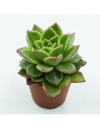 Echeveria Agavoides Lemon vaso 6,5