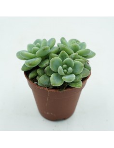Graptoveria SP vaso 5,5