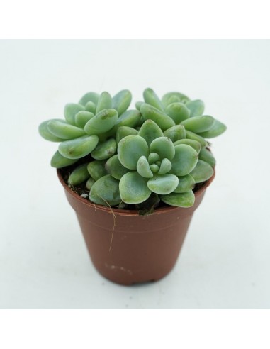 Graptoveria SP vaso 5,5