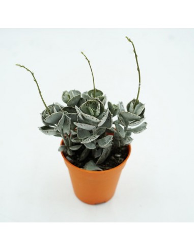 Kalanchoe Rhombopilosa vaso 5,5