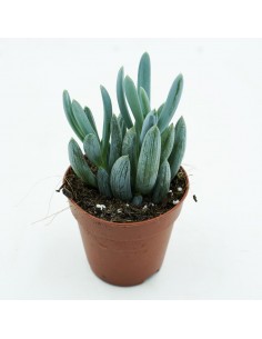 Senecio Serpens vaso 5,5