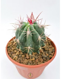 Ferocactus Stainesii - pot 14