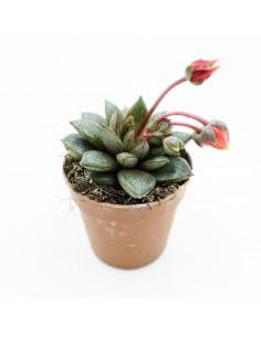 Echeveria Purpusorum vaso 5,5 cm