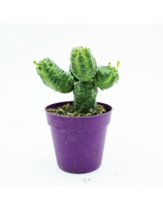 Euphorbia Pseudoglobosa vaso 5,5 cm