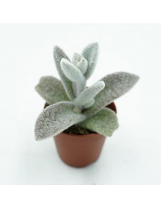 Kalanchoe White vaso 5,5 cm