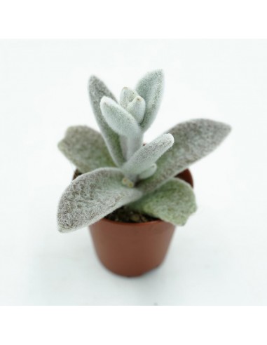 Kalanchoe White vaso 5,5 cm