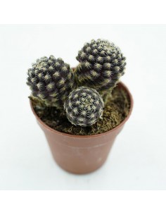 Sulcorebutea Aranacea 675 vaso 5,5 cm