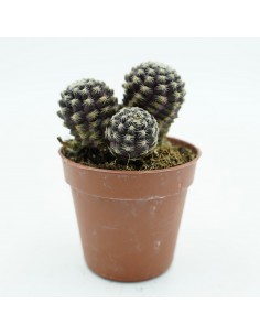 Sulcorebutea Aranacea 675 vaso 5,5 cm 2