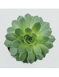 Sempervivum HYbrid vaso 10 cm 2