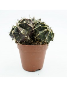 Gimnocalichum Mihanovich Red Globe vaso 5,5 cm 2