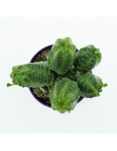 Euphorbia Pseudoglobosa vaso 5,5 cm 2