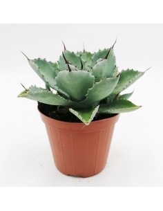 Agave Kichiokan - pot 8