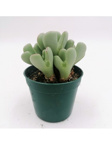Conophytum Meyeri pot 6,5