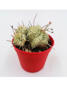 Euphorbia Meloformis pot 6,5