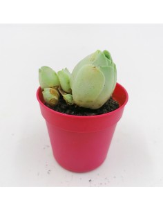 Grenovia Aurea pot 5,5