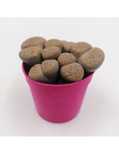 Lithops Fulviceps pot 6,5