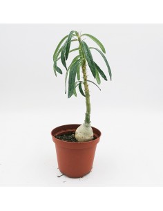 Pachypodium Bispinosum pot 10
