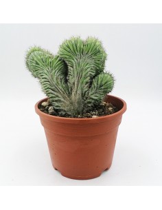 Polaskia Chichipe Crestata pot 16