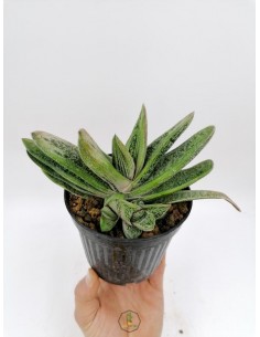 Gasteria Little Warty - pot 12 cm