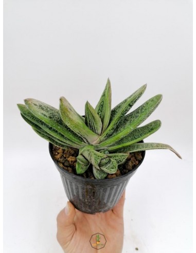 Gasteria Little Warty - pot 12 cm