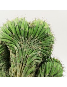 Polaskia Chichipe Crestata pot 16 2