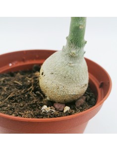 Pachypodium Bispinosum pot 10 2