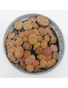 Lithops mix pot 10,5 2