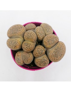 Lithops Fulviceps pot 6,5 2