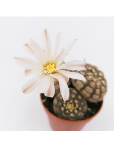 Gymnocalycium Ragonesii x3 pot 5,5 2