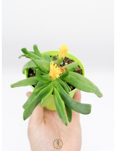 Glottiphyllum Nelii - pot 10