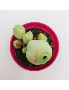 Grenovia Aurea pot 5,5 2