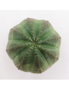 Euphorbia Obesa pot 5,5 2