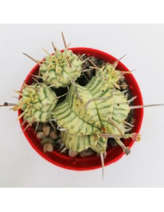 Euphorbia Meloformis pot 6,5 2