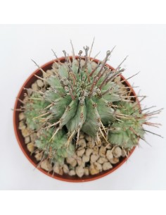 Euphorbia Horrida Hybrid pot 10 2