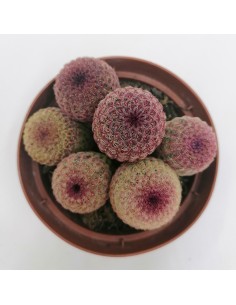 Echinocereus Rigidissimus subs. rubispinus pot 11 2