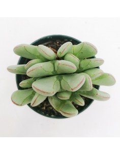 Conophytum Meyeri pot 6,5 2