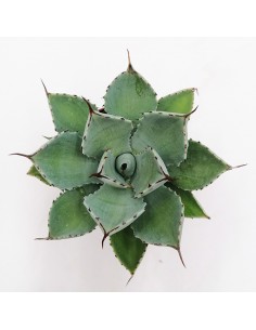 Agave Kichiokan - pot 8 2