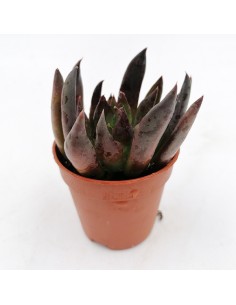 Echeveria black knight pot 5,5