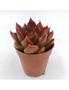 Echeveria black prince pot 5,5
