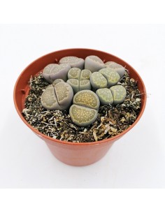 Lithops aucampiae pot 10
