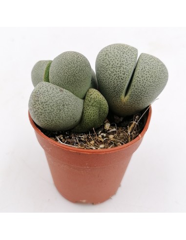 Pleiospilos nelii pot 5,5