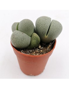 Pleiospilos nelii pot 5,5