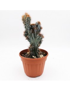Cereus Peruviano mostruoso pot 13