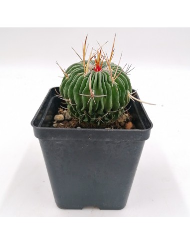 Echinofossulocactus Lamellosus pot 9x9