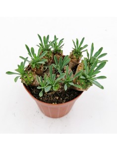 Euphorbia Japonica pot 8