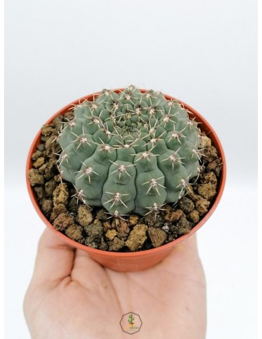 Gymnocalycium Baldianum - pot 10