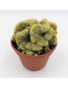 Mammillaria Elongata crestata pot 13