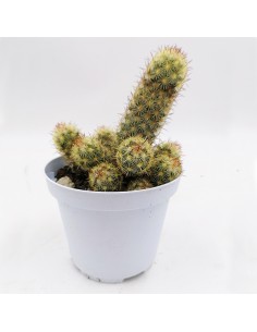 Mammillaria Elongata pot 10