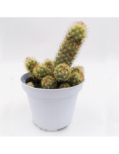 Mammillaria Elongata pot 10